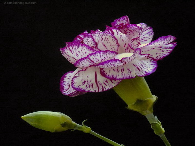purple and white carnation flower