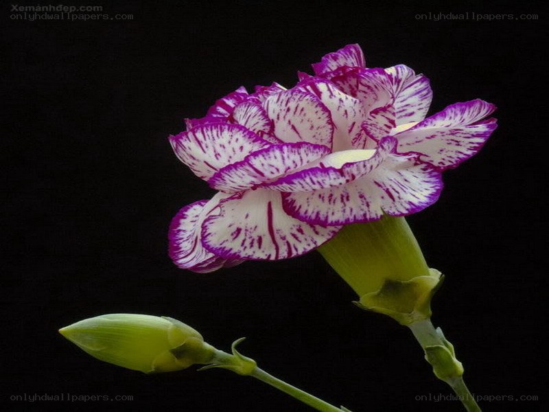purple and white carnation flower