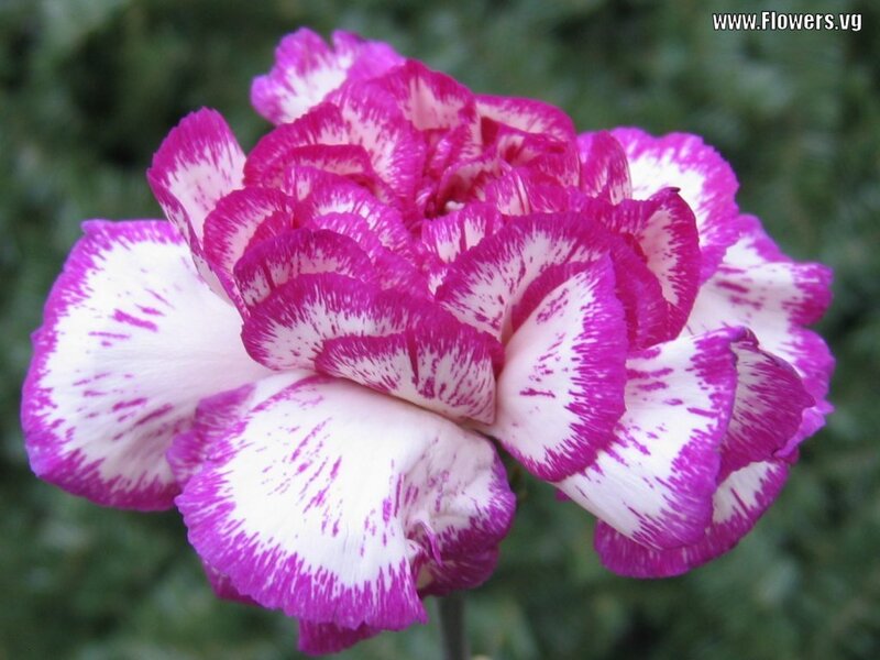 Purple and White Carnation