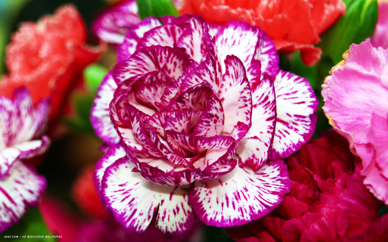 Purple and White Carnation — Vibrant