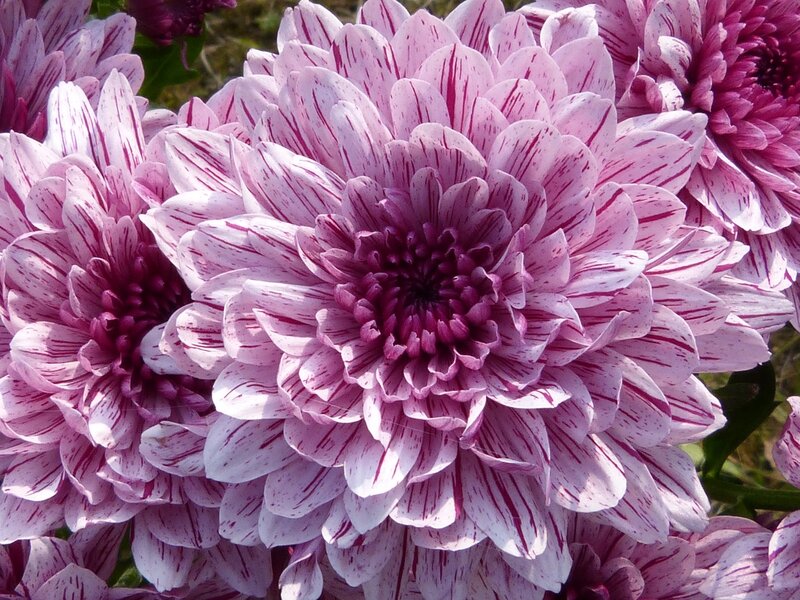 Purple and White Chrysanthemum — Pink