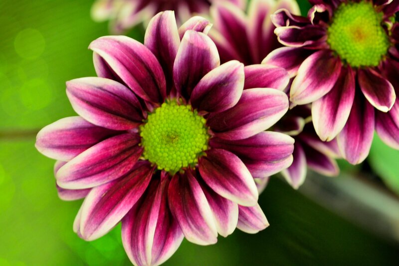 Purple and White Chrysanthemum