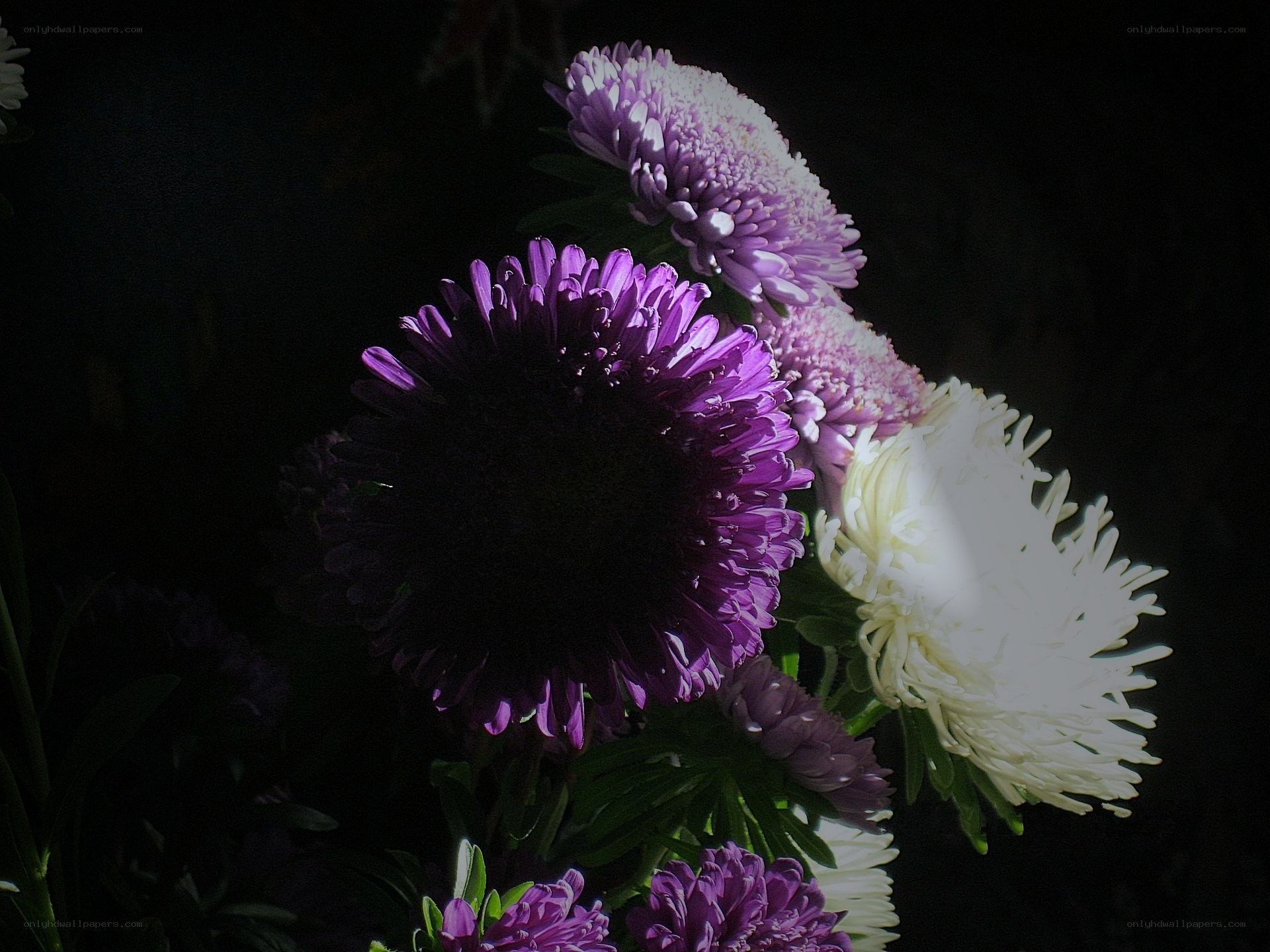Purple and white chrysanthemums