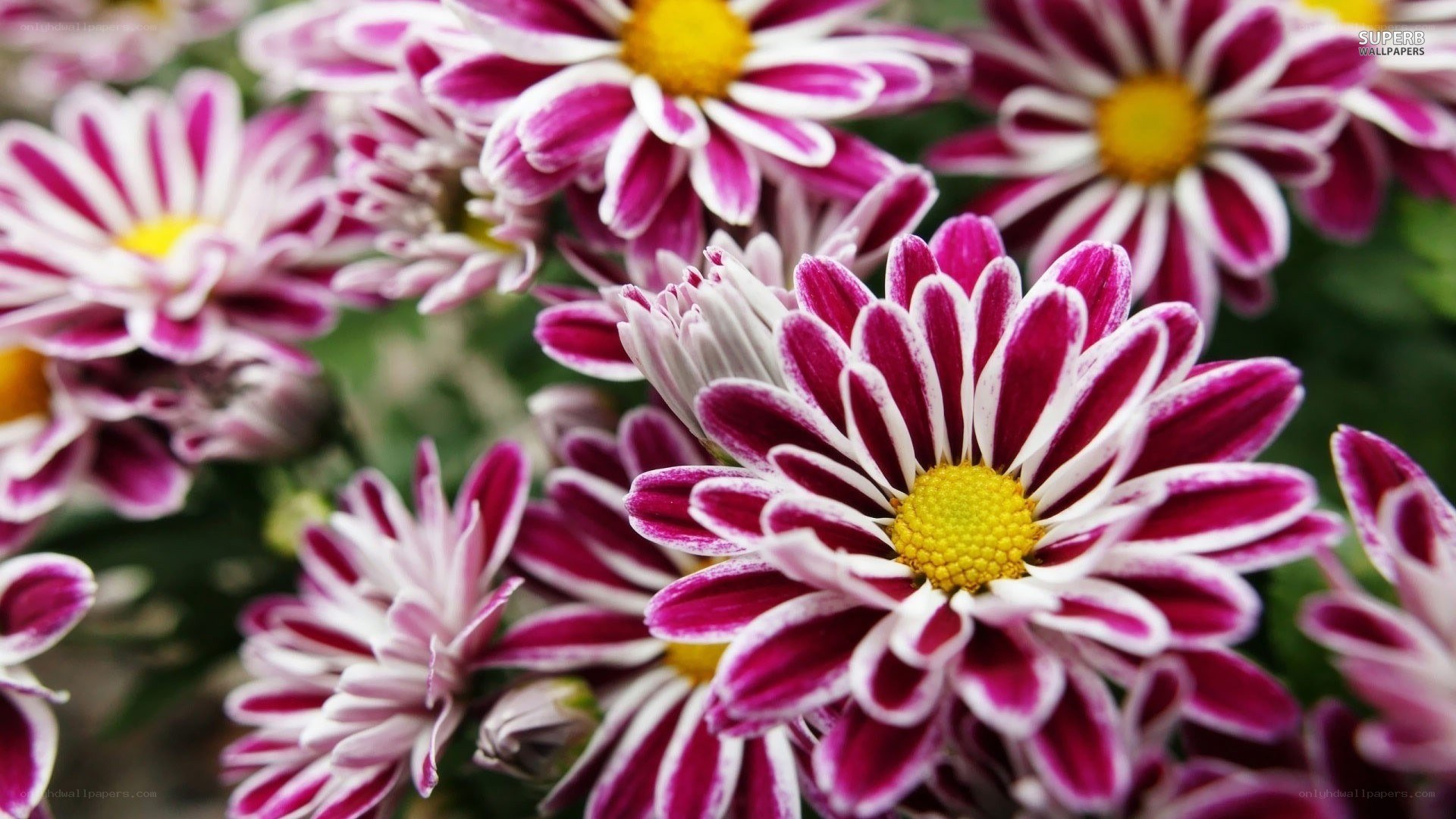 purple and white chrysanthemums