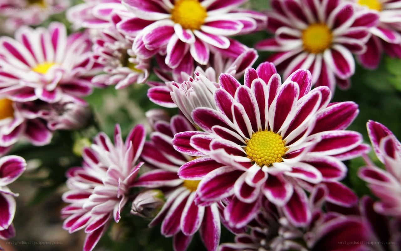 Purple and white chrysanthemums