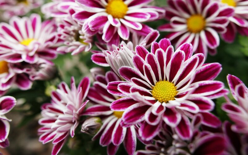 Purple and White Chrysanthemums — Calm, Afternoon