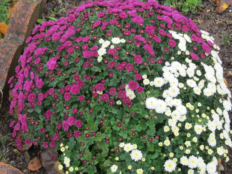 Purple and White Chrysanthemums — Calm, Autumn
