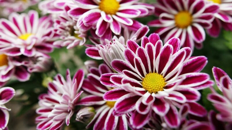 Purple and White Chrysanthemums — Calm, Photograph