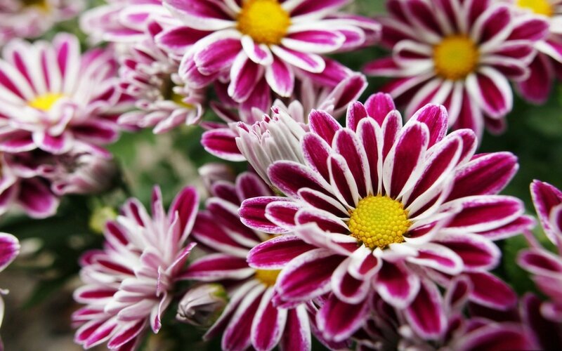 Purple and White Chrysanthemums — Calm