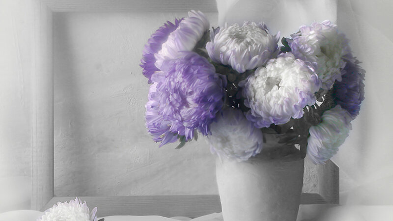 Purple and White Chrysanthemums — Serene