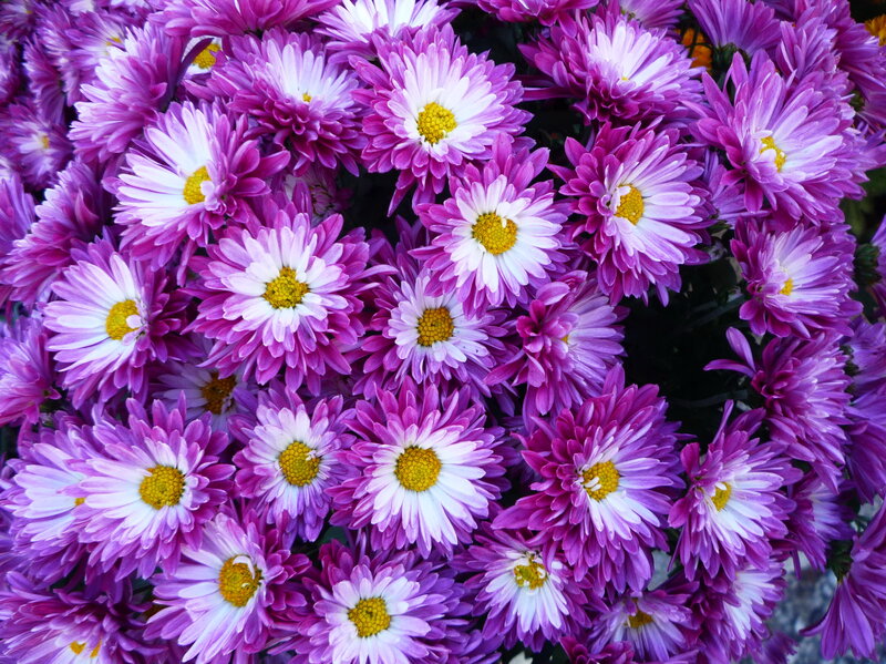 Purple and White Chrysanthemums — Vibrant