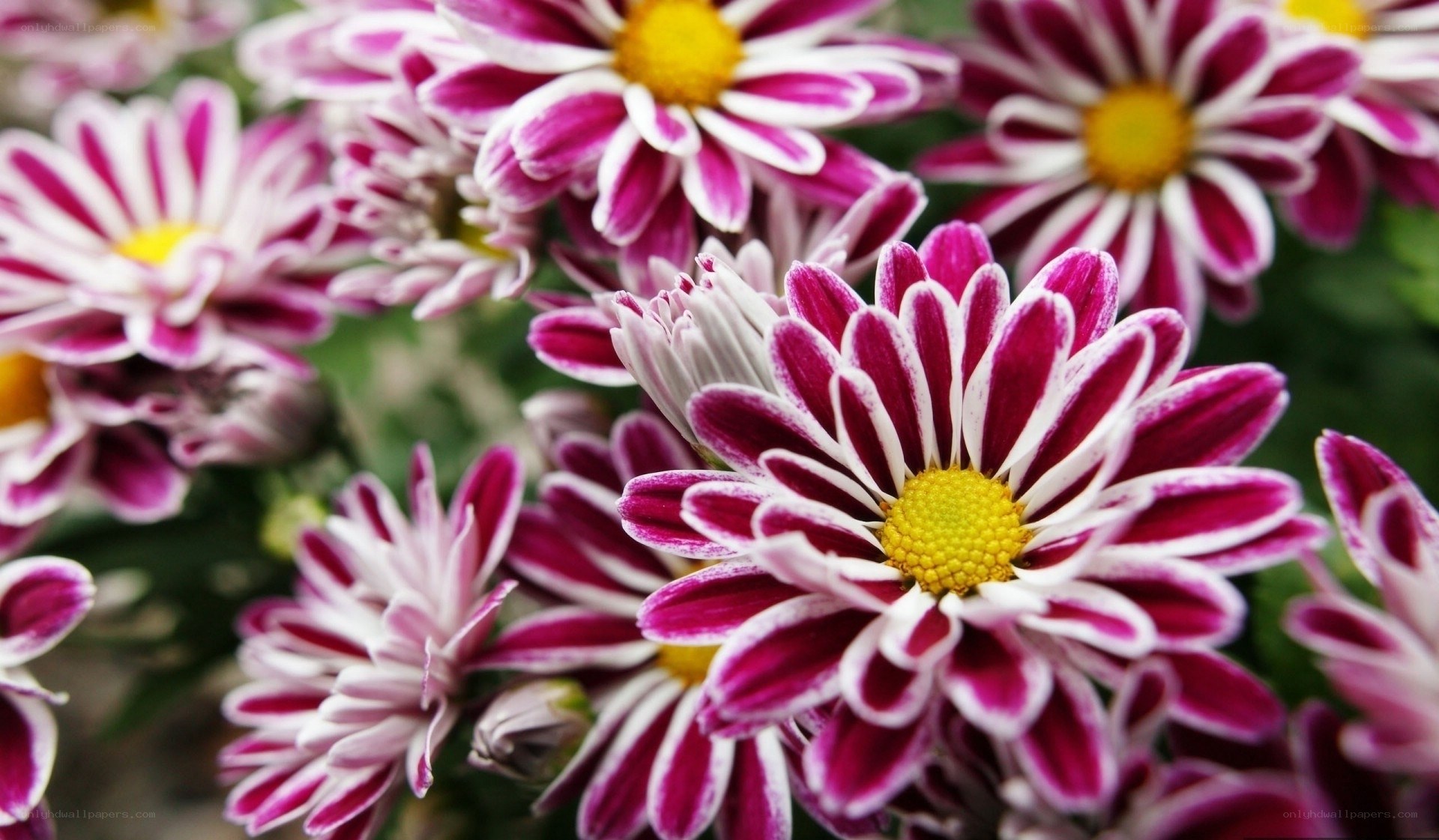 Purple and white chrysanthemums