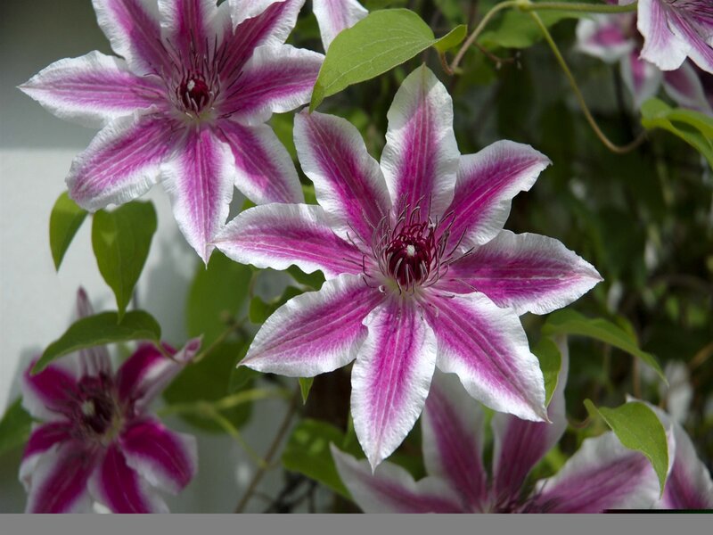 Purple and White Clematis Flowers — Calm, Afternoon, Photograph