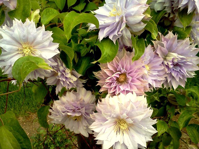 Purple and White Clematis Flowers — Calm, Afternoon