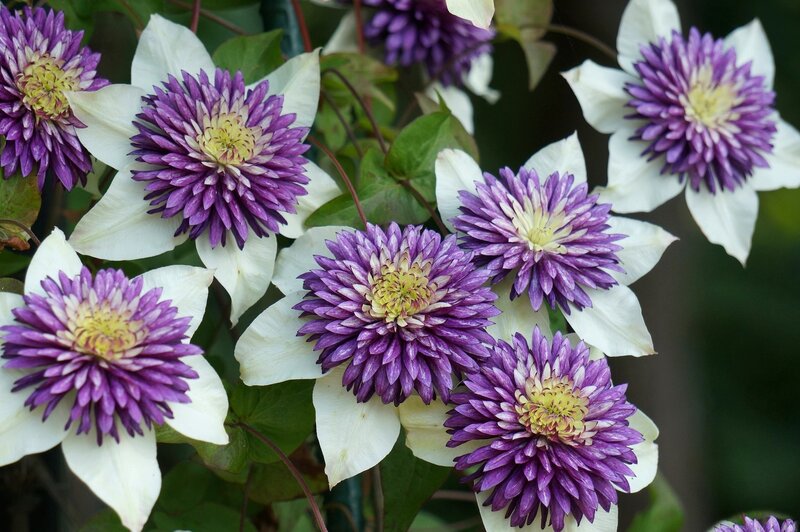 Purple and White Clematis Flowers — Calm, Spring