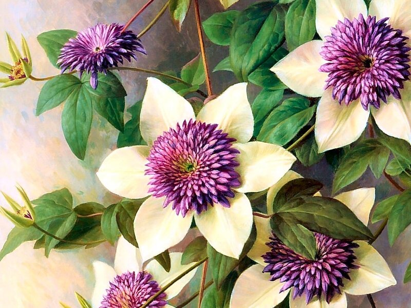 Purple and White Clematis Flowers — Serene
