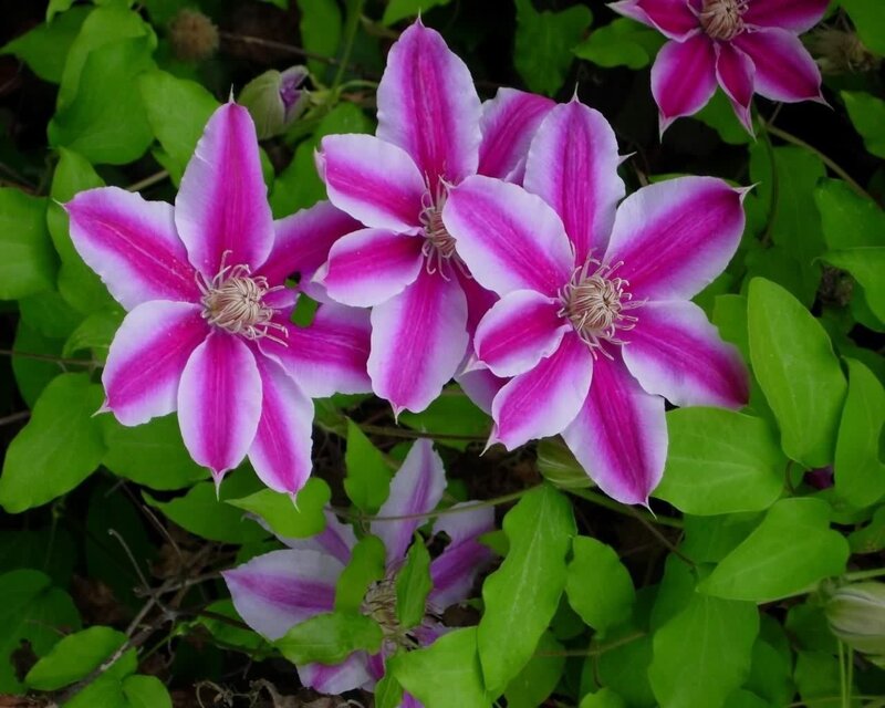 purple and white clematis flowers