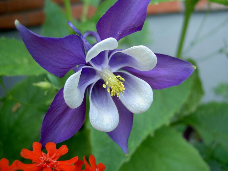 purple and white columbine flower
