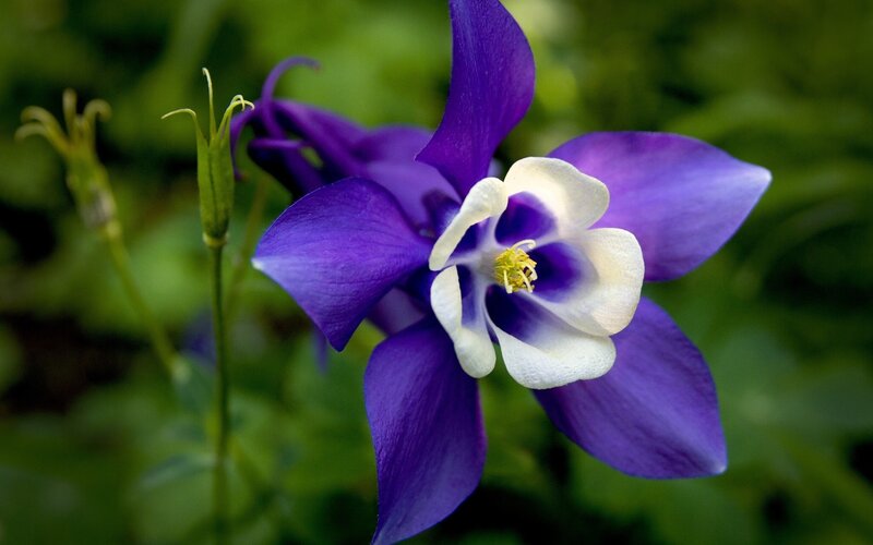 purple and white columbine flower