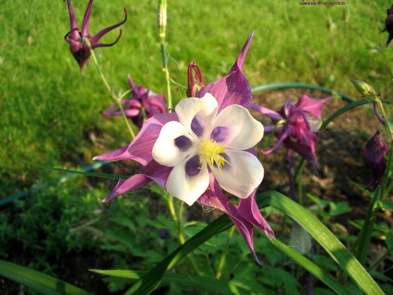 purple and white columbine flower