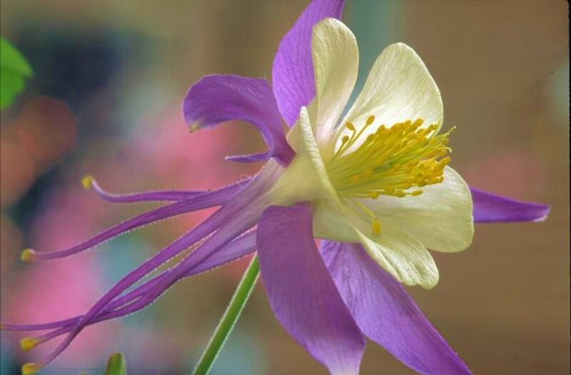 Purple and White Columbine Flower — Calm, Spring