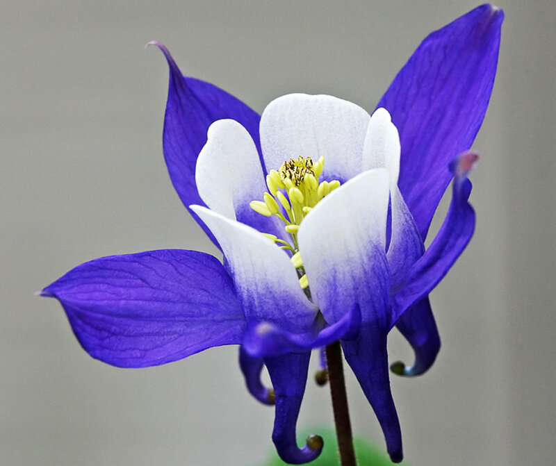 Purple and White Columbine Flower — Calm