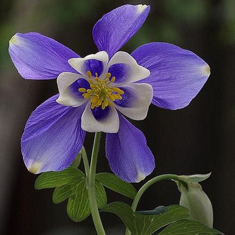 Purple and White Columbine Flower — Serene, Spring