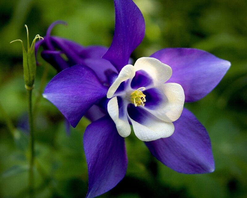 Purple and White Columbine Flower — Serene