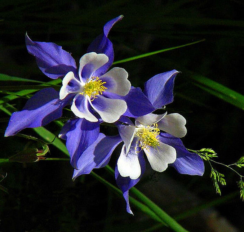 Purple and White Columbine Flowers — Blue