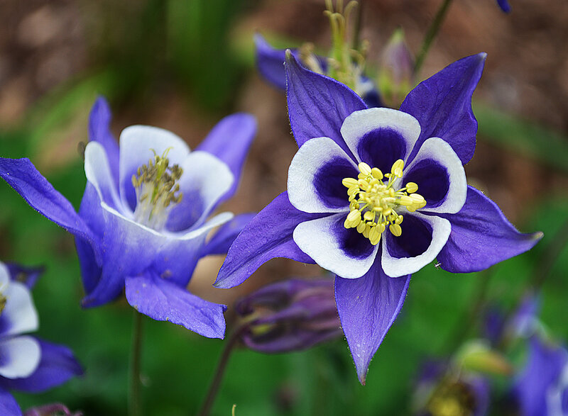 Purple and White Columbine Flowers — Calm, Spring, Photograph