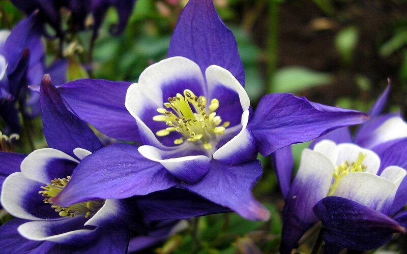 Purple and White Columbine Flowers — Calm, Spring
