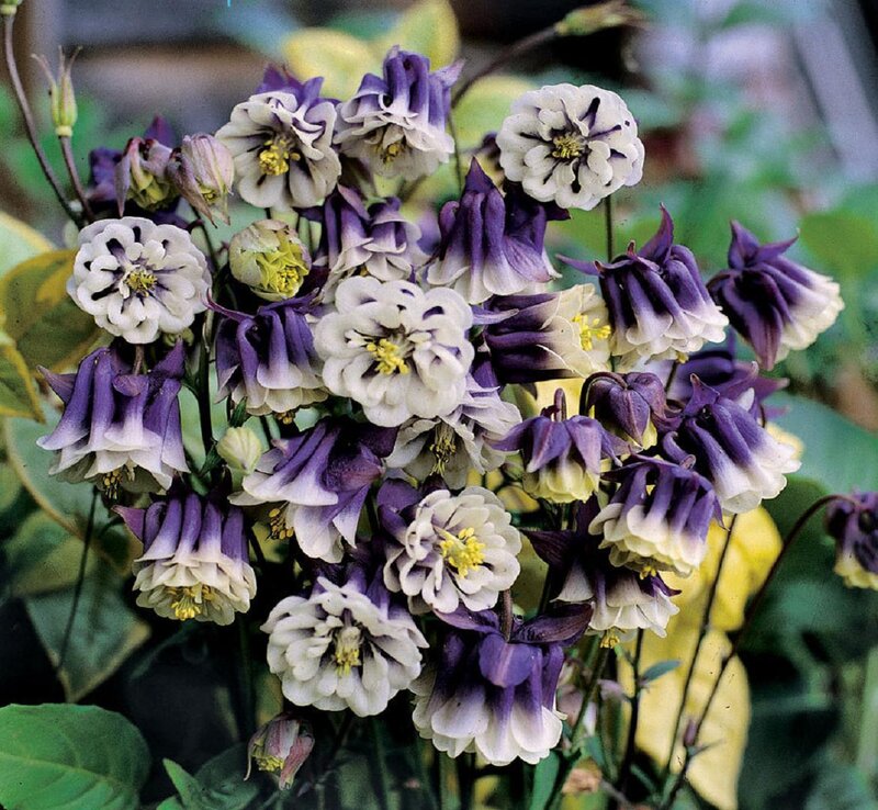 Purple and White Columbine Flowers — Calm