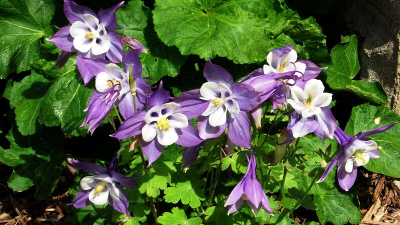 Purple and White Columbine Flowers — Serene, Afternoon