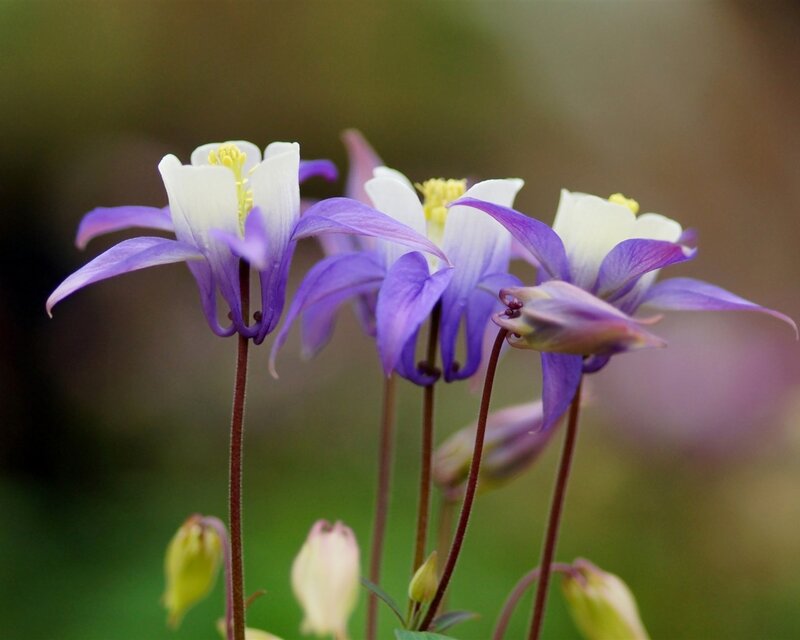 Purple and White Columbine Flowers — Serene, Spring, Photograph, Stems