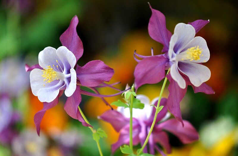 Purple and White Columbine Flowers — Serene, Spring, Photograph