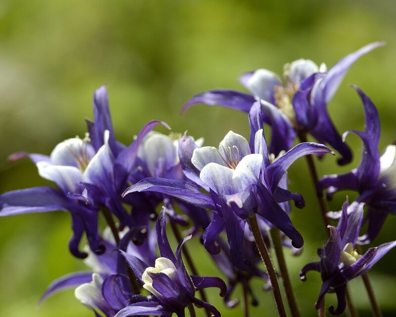 Purple and White Columbine Flowers — Serene, Spring