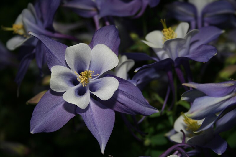 Purple and White Columbine Flowers — Serene