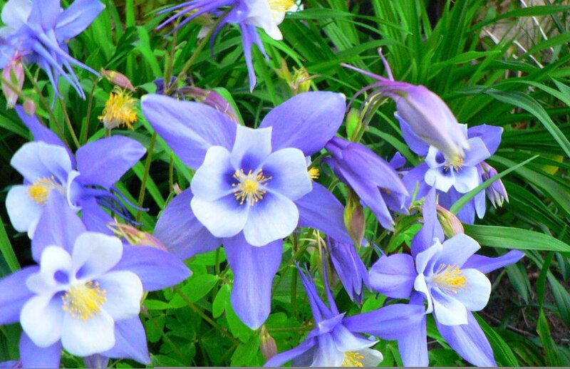 purple and white columbine flowers