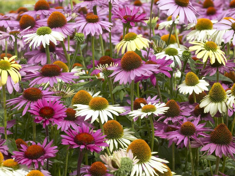 Purple and White Coneflowers — Calm