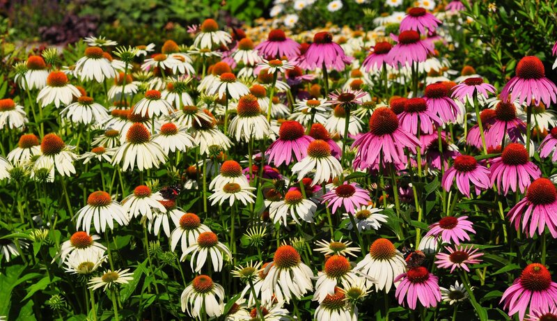 Purple and White Coneflowers — Pink