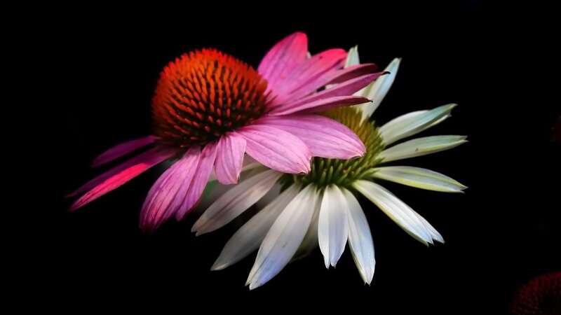 Purple and White Coneflowers