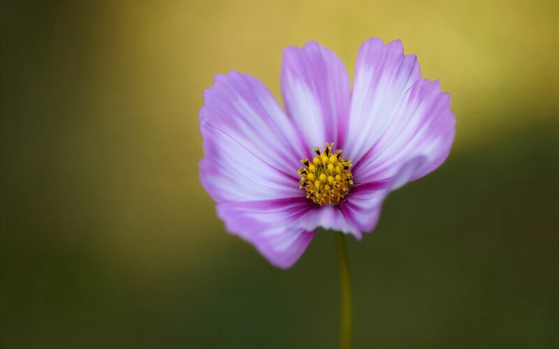 Purple and White Cosmos Flower — Serene