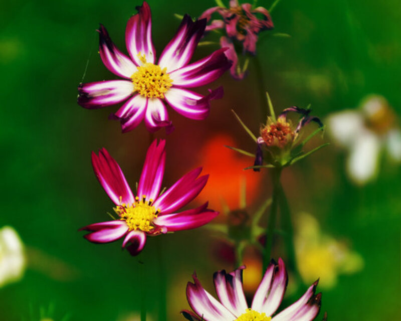 Purple and White Cosmos Flowers — Green