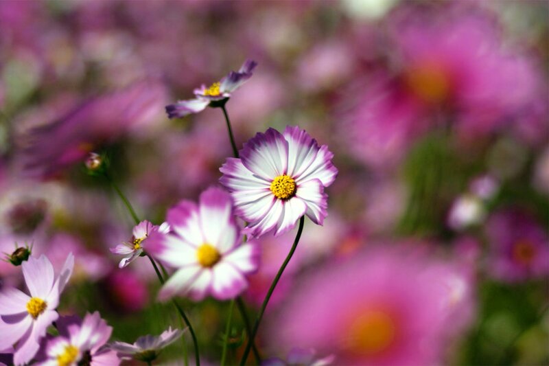 Purple and White Cosmos Flowers — Pink, Serene, Afternoon