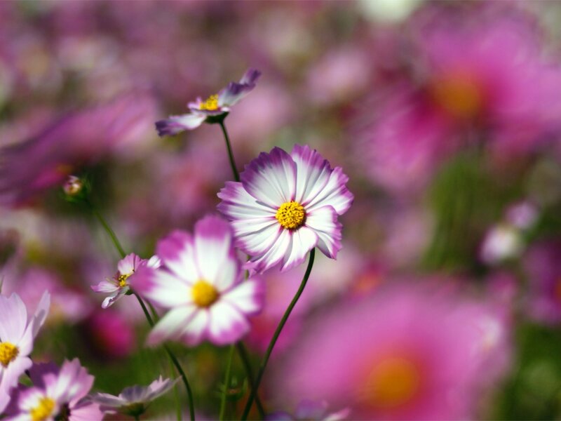 Purple and White Cosmos Flowers — Pink