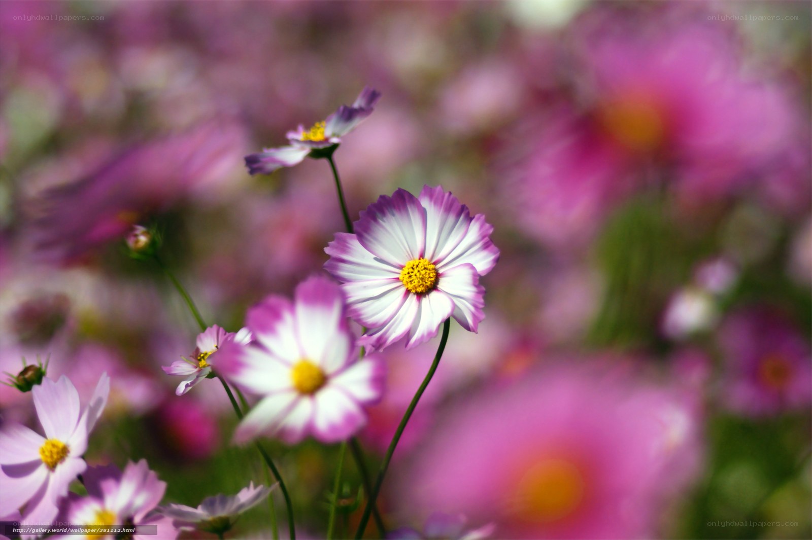 Purple and white cosmos flowers