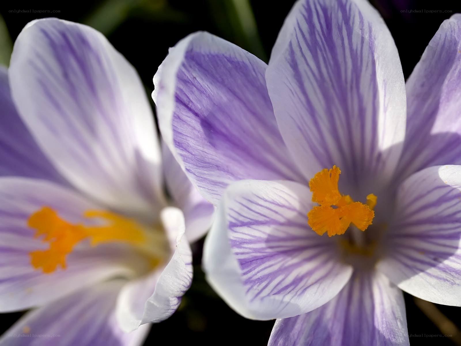 Purple and white crocuses