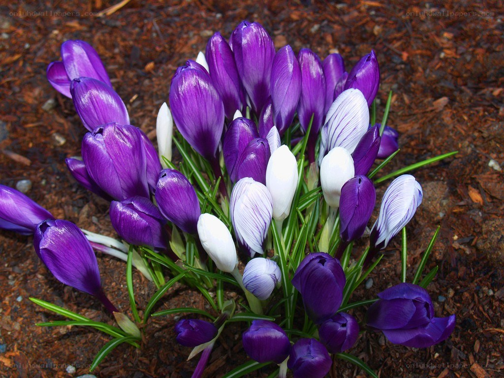 Purple and white crocuses blooming