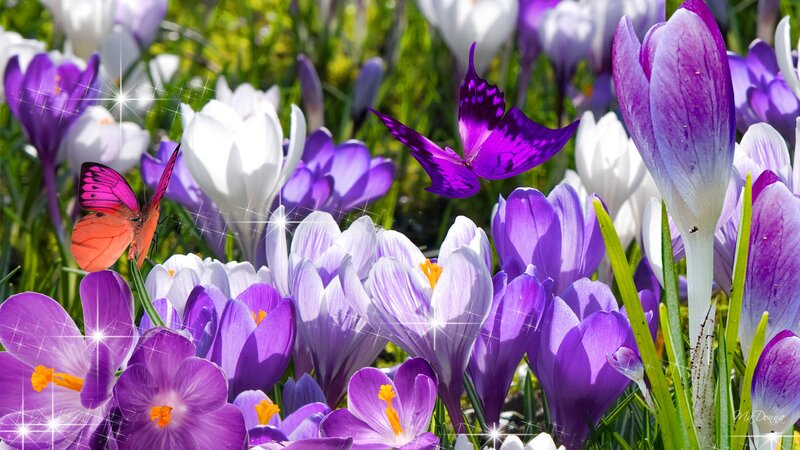 Purple and White Crocuses — Bright