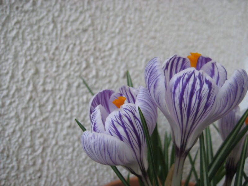 Purple and White Crocuses — Calm, Spring, Photograph